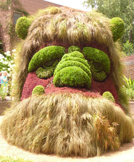 CAREX - EDGY SEDGES FOR THE LANDSCAPE