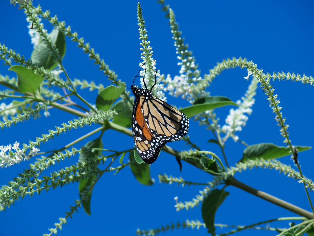Fall Flowers to Complement Fall Foliage