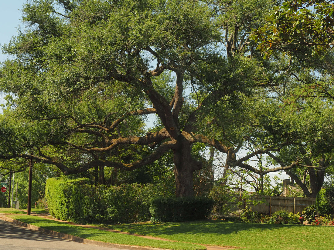 MAINTAINING TREE HEALTH DESPITE DROUGHT