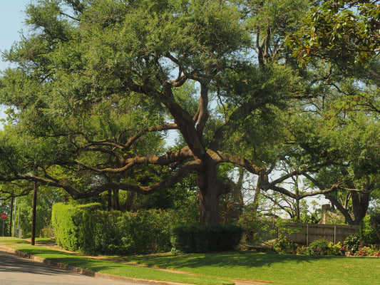 MAINTAINING TREE HEALTH DESPITE DROUGHT