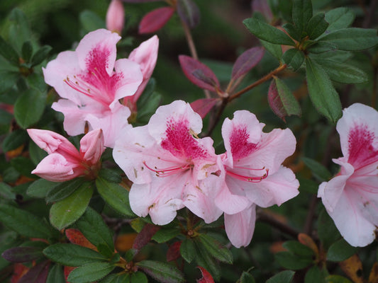 Azalea Fall Color