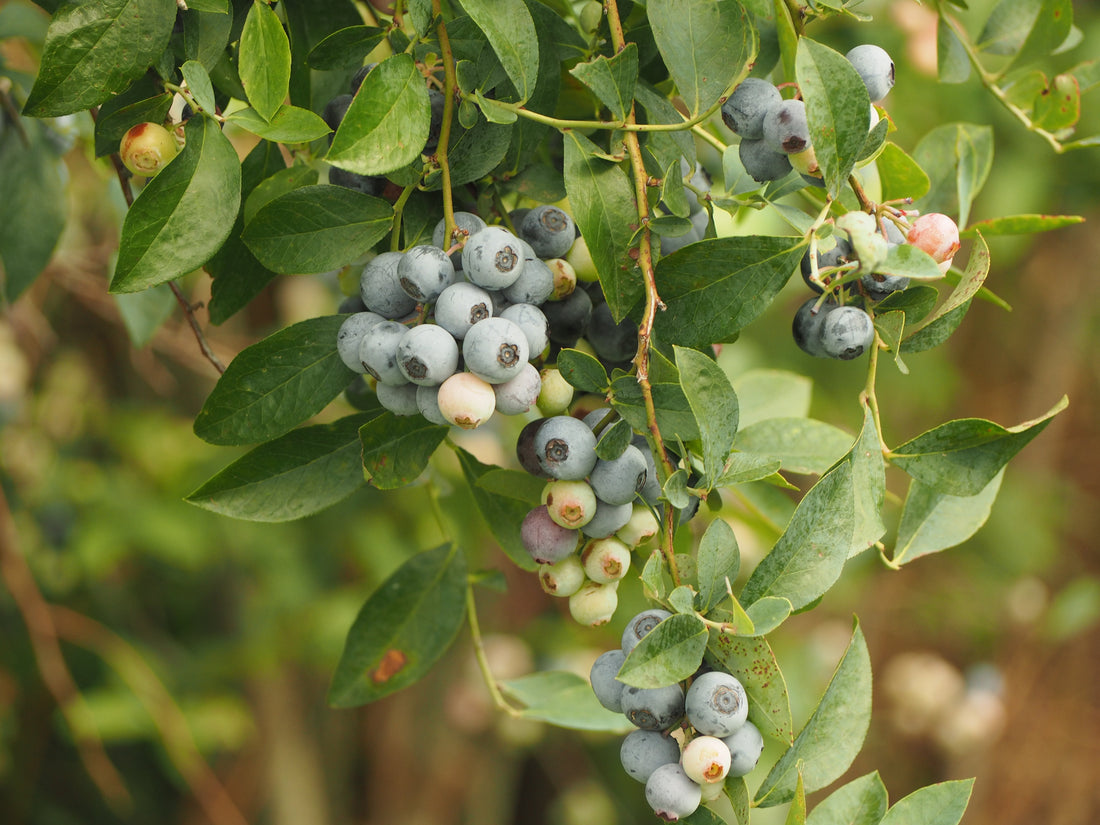 Bountiful Blueberries