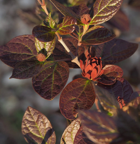 Sweet Shrubs for Your Landscape