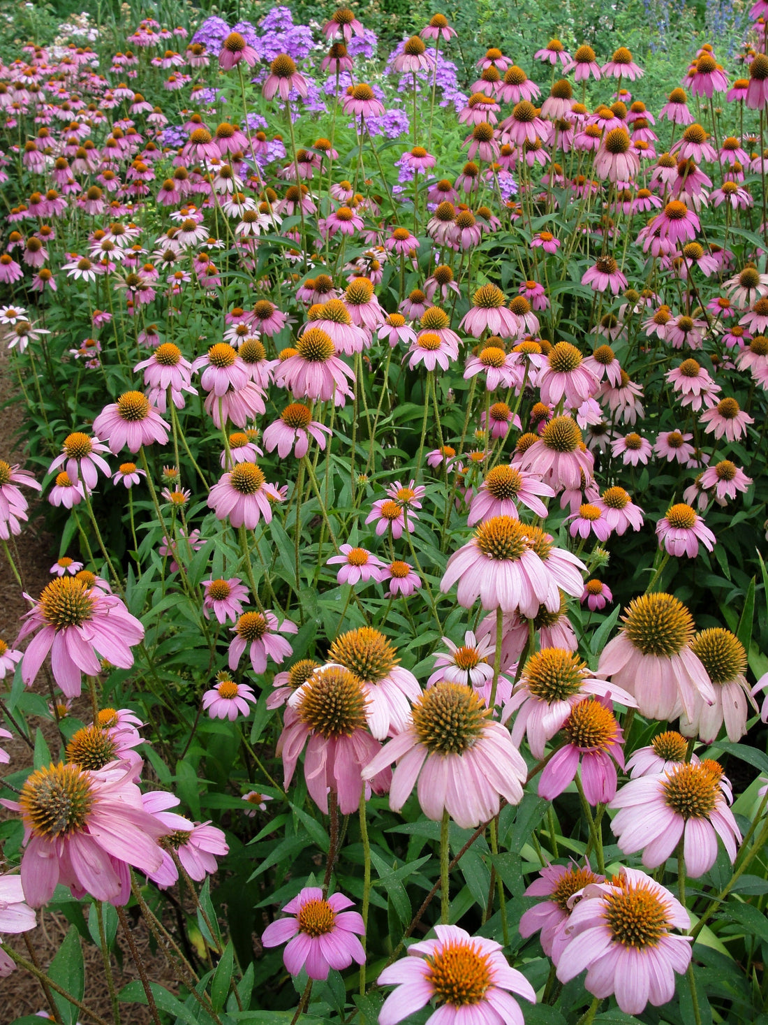 Purple Coneflowers for Cheery Summer Color