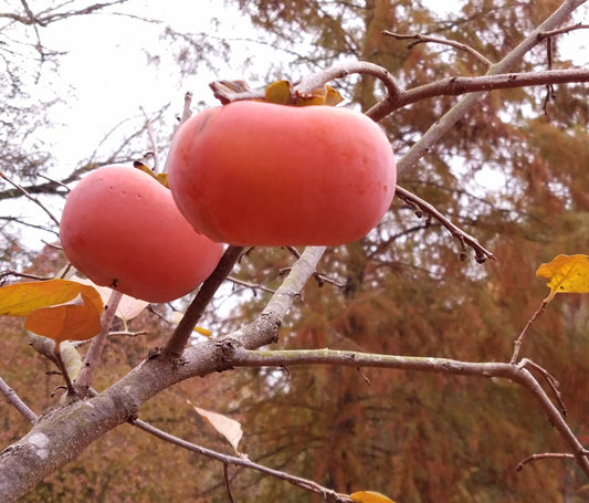 Asian Persimmons Beautiful, Tasty Treats