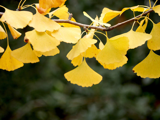 Ginkgo