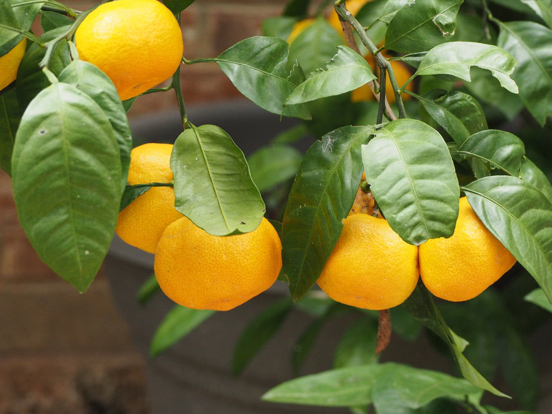 SWEET SATISFYING SATSUMAS