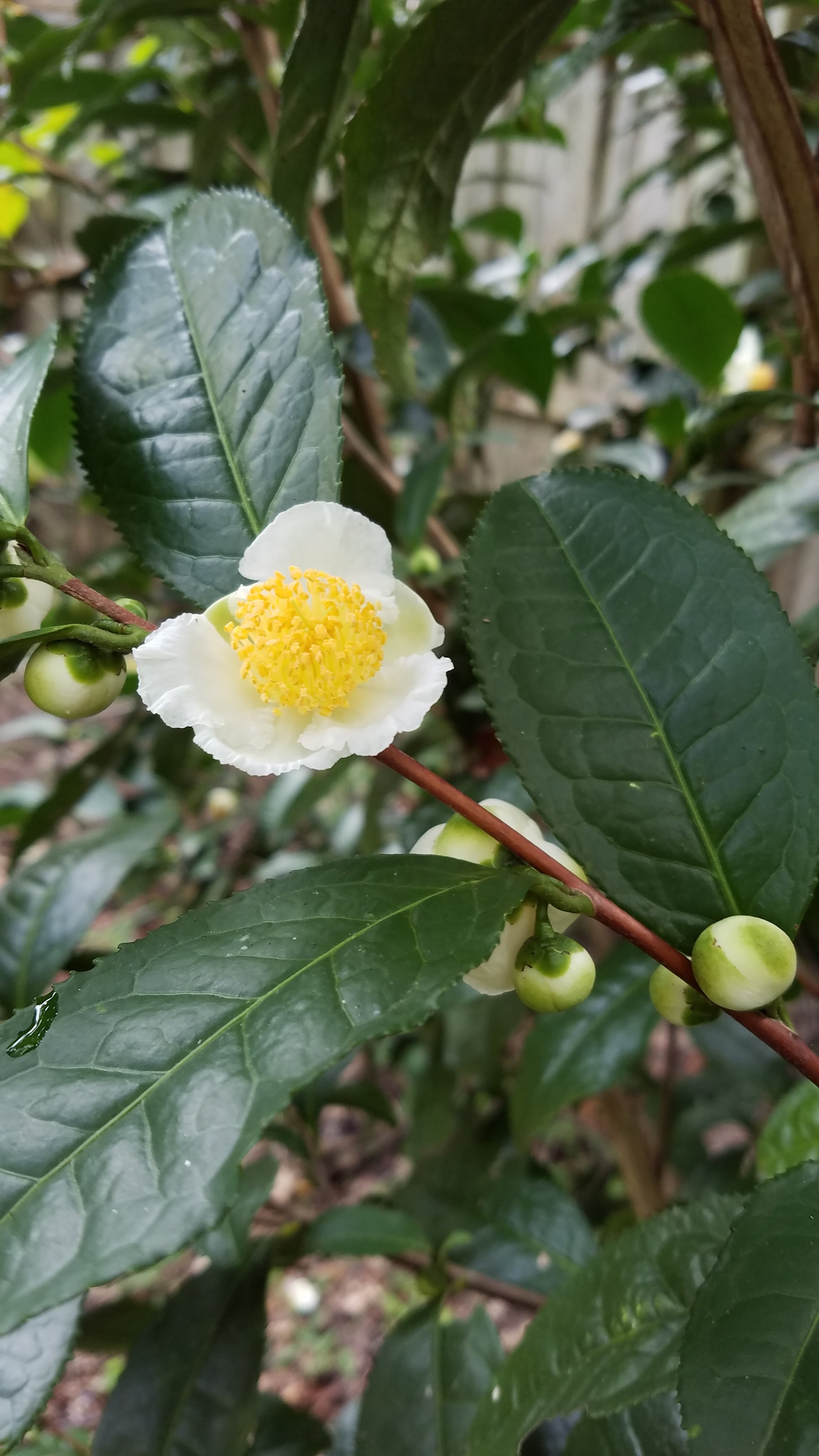 TEXAS TEA TIME – Texas Gardener