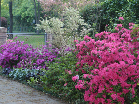 Extending Azalea Blooming Season