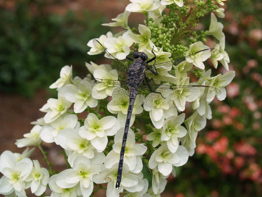 BIG, BOLD, BEAUTIFUL OAKLEAF HYDRANGEAS