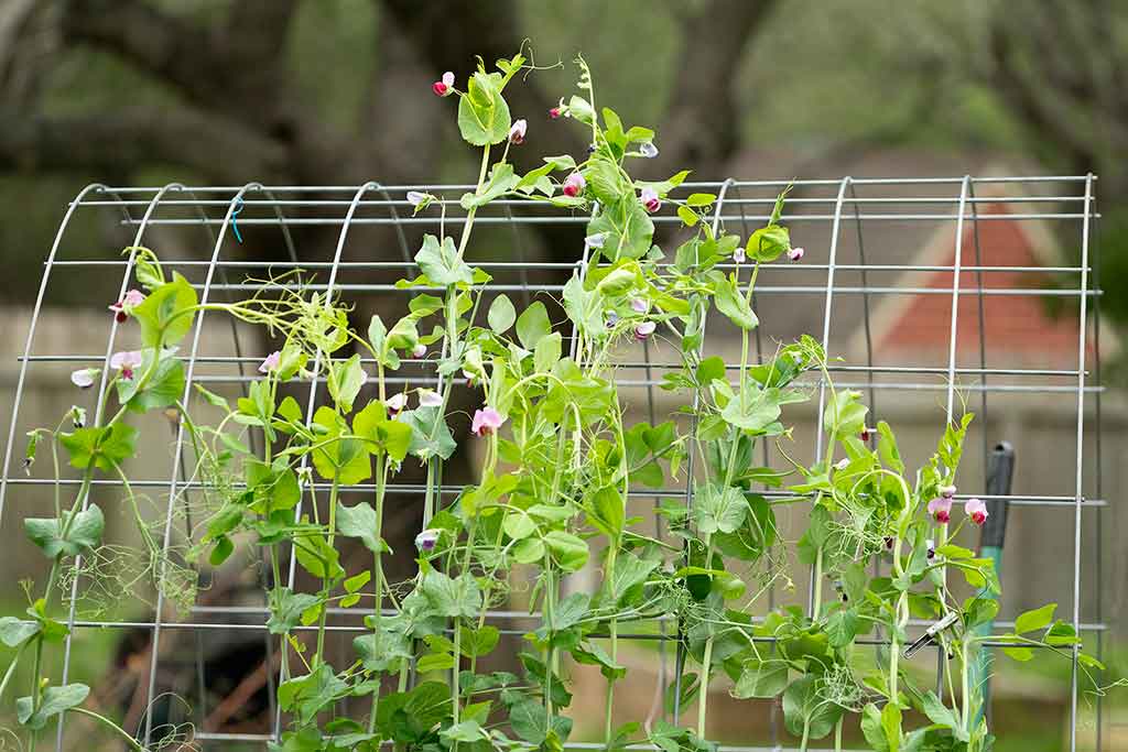 Sugar Snap Peas