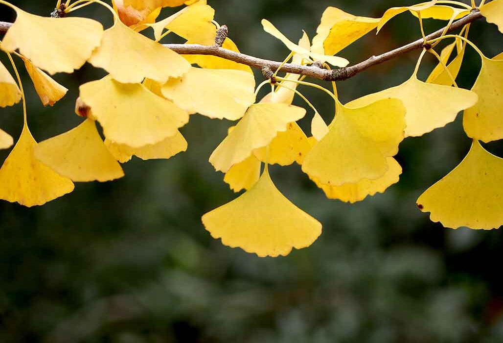 Ginkgo - A Tree with Lots of History and Beauty