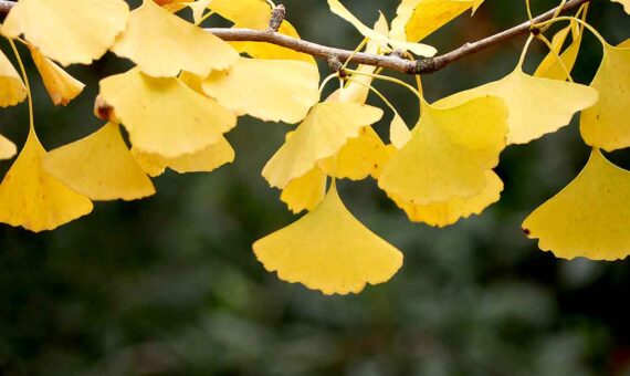 Ginkgo – A Tree with Lots of History and Beauty