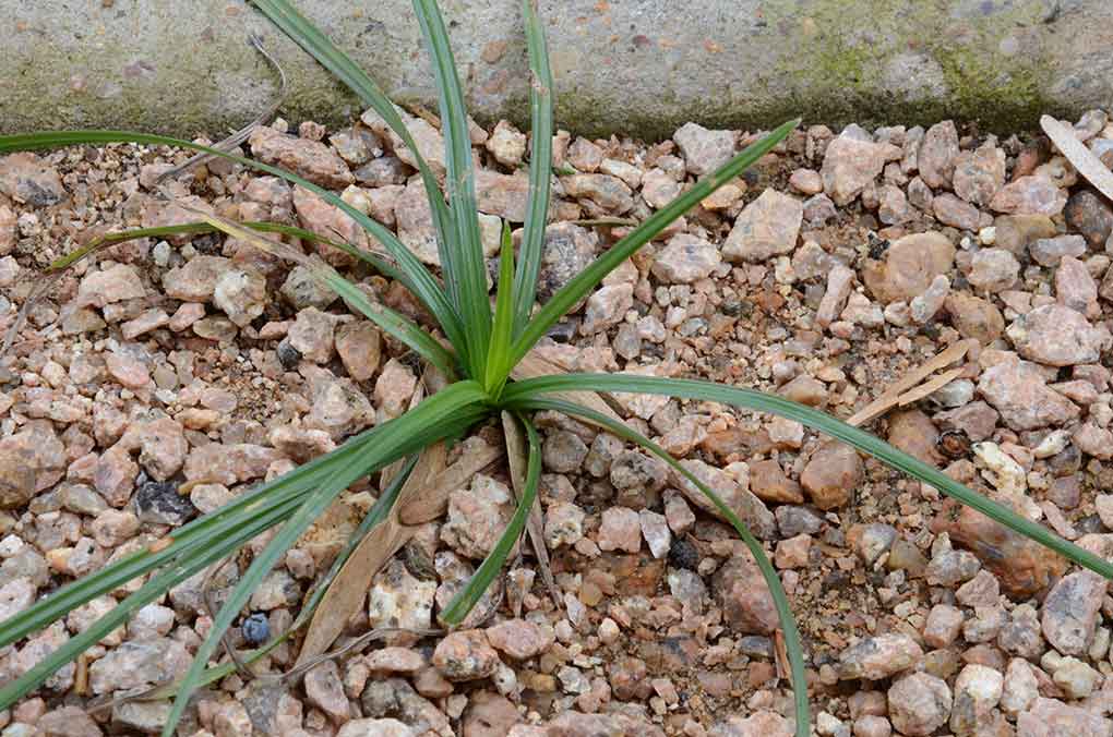 Winning the War Against Nutsedge